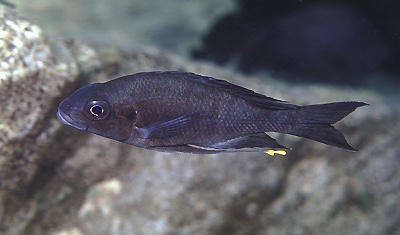 Ophthalmotilapia sp. 'whitecap' Nkondwe Island